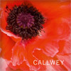 Callwey